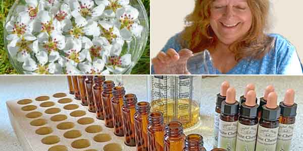 Handmade flower essences montage - pear flowers potenising in a bowl, Annie puring essences by hand, bottles and essences being prepared.