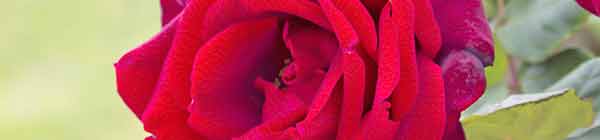 Picture of the Ruby Red rose flower