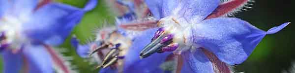 Picture of Borage flowers