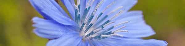 Chicory flower