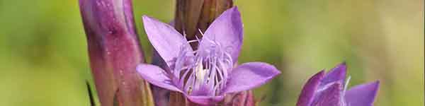 Gentian Flowers