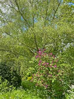 Silver Birch and Lilac Trees