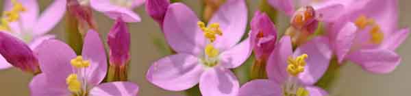 Centaury flowers