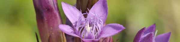 White Chicory Flower