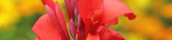 Close up of a Canna Lily flower