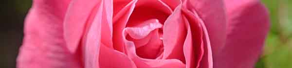 Pink Rose flowers