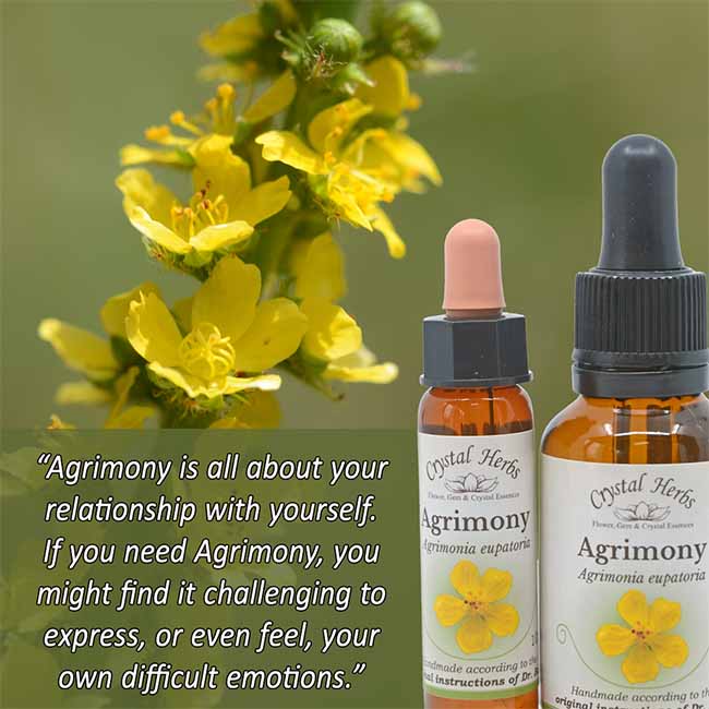 Picture of Agrimony flowers with bottles of Agrimony Bach Fower Remedy and quote about Agrimony 