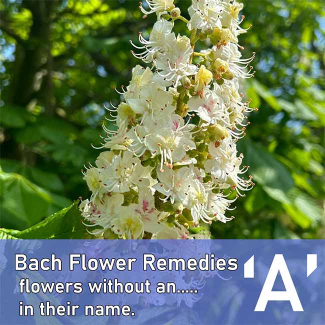 White Chestnut flower with text about the Bach Flower Remedies