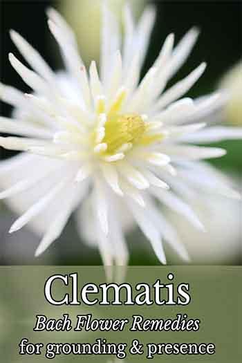 Clematis flower - info about the the Clematis Bach Flower Remedy