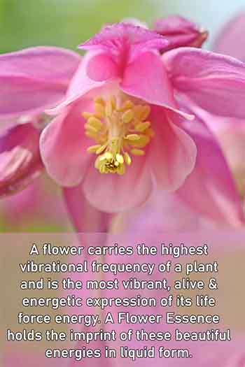 Flower with text about Flower Essences