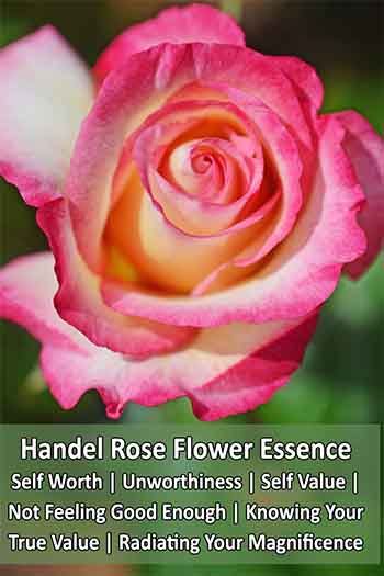 Handel Rose flower with info about the uses of the flower essence