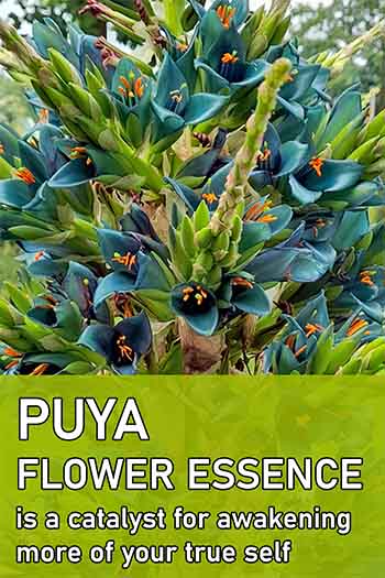 Puya flower with info about the uses of the flower essence