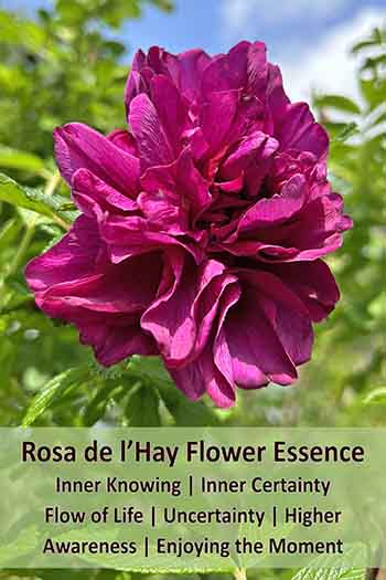 Rosa de L'Hay flower with info about the uses of the flower essence