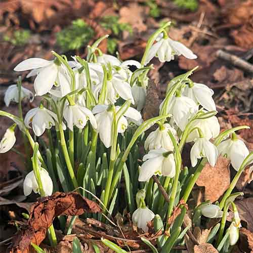 A beautiful clump of Snowdrops in the sun