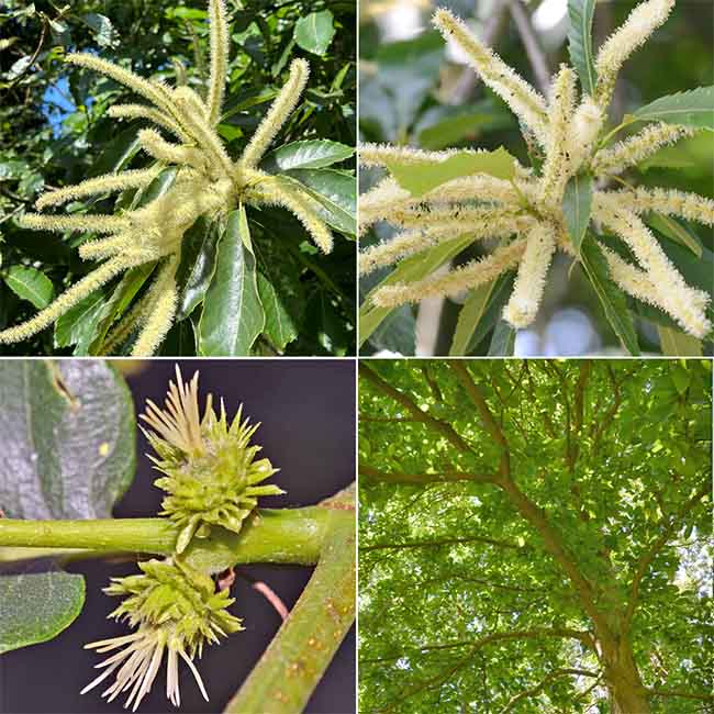 Sweet Chestnut from the Bach Remedies Montage image: Sweet Chestnut flowers - male and femail and a Sweet Chesnut tree