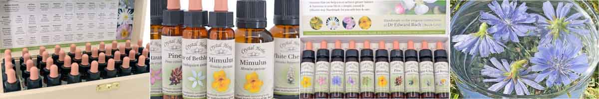 Bach Flower Remedy Montage: Bach Set, Bach Remedy bottles, Bach Self Select Set, Chicory flowers in a bowl