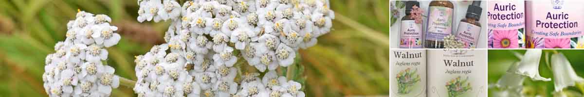 Picture of a Yarrow flower, with bottles of Auric Protection Essences flatlay, two bottles of Auric Protection Essences, Walnut Bach Flower Remedy and White Bluebell flowers