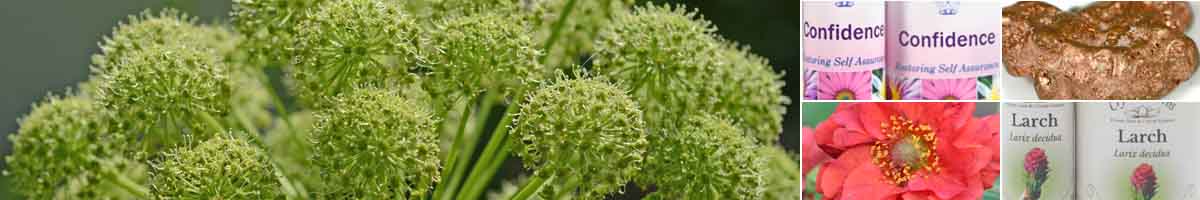 Picture of Angelica flower, with bottles of Confidence Essence, Copper, Geum flower and Larch Bach FLower Remedy bottles