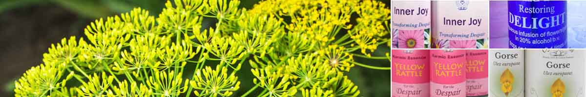 Picture of a Dill flower, with bottles of Inner Joy Essence, Delight Essence, Yellow Rattle Flower Essence and Gorse Bach Flower Remedy