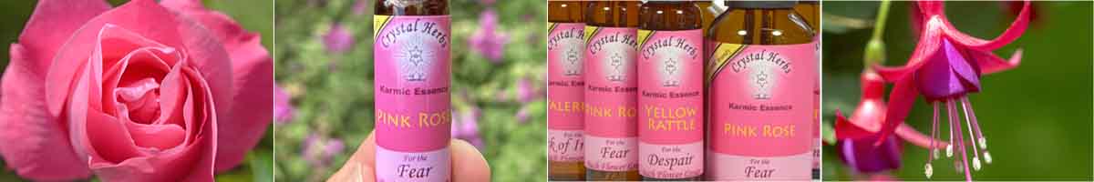 Karmic Flower Essence Montage: Pink Rose flower, Pink Rose Flower Essence, a group of the Karmic Essences and a Fuchsia flower