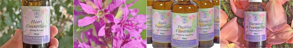 Pure Vibrations Essence Montage: Heart Connection Essence, Loosestrife flower, group of Pure Vibrations Essence sprays and a bottle of Essence in rose petals