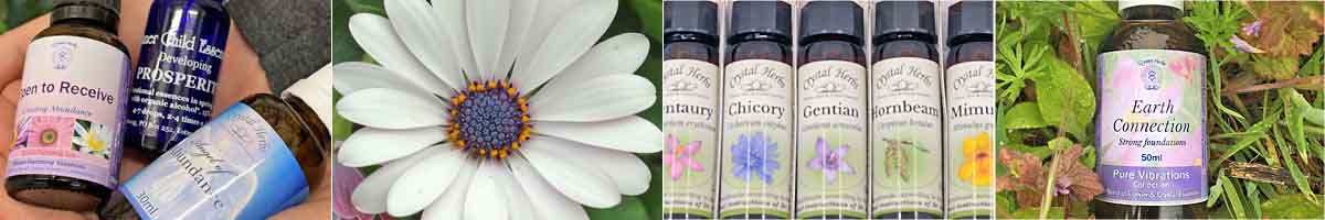 Special Offers Montage: Flower Essences in a hand, an Osteospermum flower, Bach Flower Remedy bottles and a bottle of Essence spray in the grass