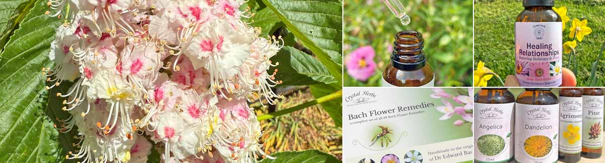 Crystal Herbs - Your Flower Essence Shop & Resource Montage Image: a Bach Flower Remdey Set, Bach Combination with dropper, Sam Cremnitz holding an essence, close up of single Flower Essences and Chakra Essence bottles
