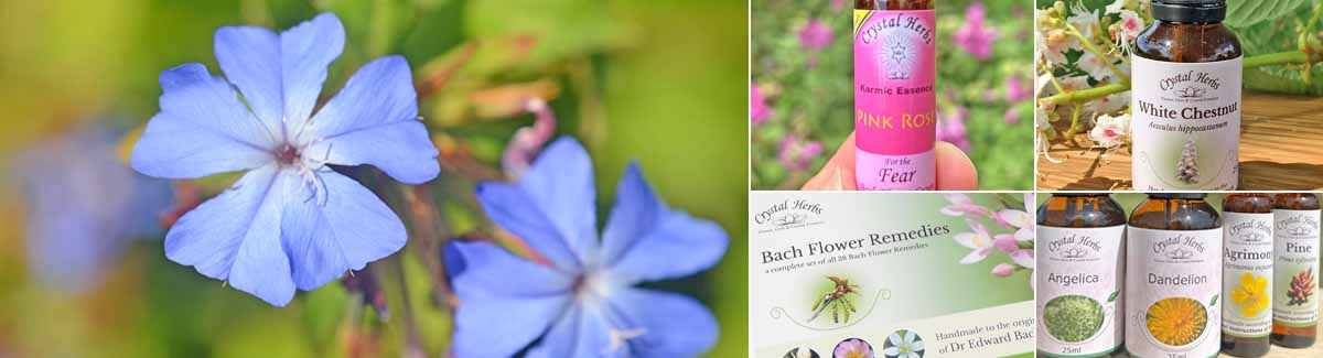 Crystal Herbs - Your Flower Essence Shop & Resource Montage Image: Cerato flowers, a bottle of Pink Rose flower essence, a White Chestnut Bach Flower Remedy with white chestnut flowers, a Bach Flower Remdey Set, and a close up of single Flower Essences and Bach Flower Remedy bottles