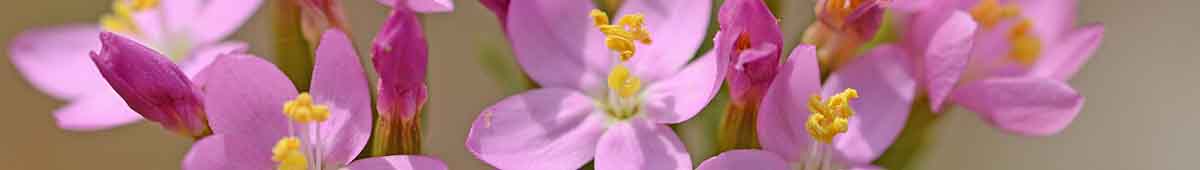 Centaury Bach flowers