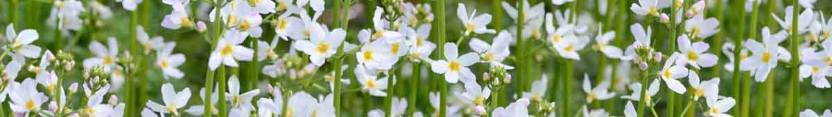 Water Violet Bach flowers