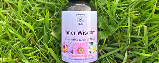 A bottle of the Inner Wisdom Essence lying in grass in nature