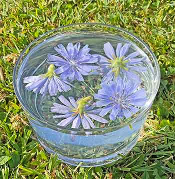 Flowers in a bowl - making a flower essence from the energies of Chicory flowers