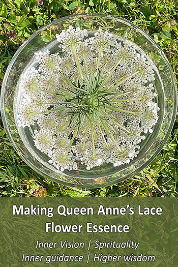 Queen Anne's Lace flowers in a bowl - sun method of potentisation