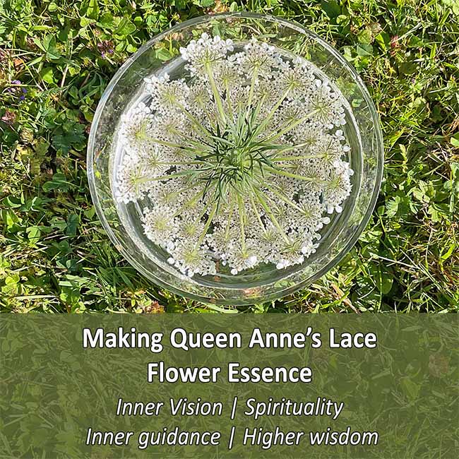 Flower Essence making - Queen Annes Lace flower potentising in the sun