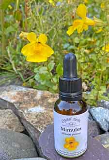 A bottle of Mimulus Bach Remedy next to Mimulus flowers
