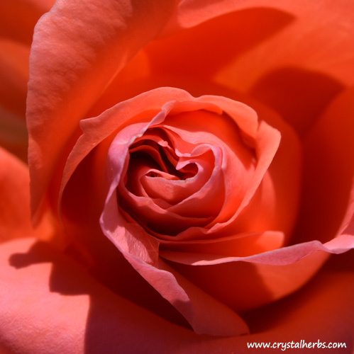 A beautiful rose flower