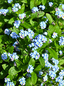 Vervain Flower