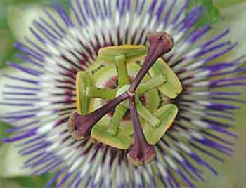 Picture of a Passionflower