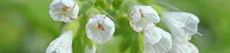 Picture of a Comfrey flower