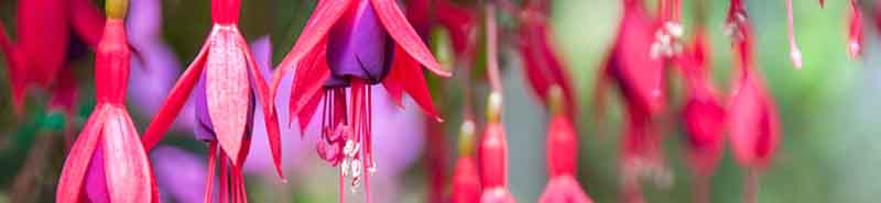 Picture of a Fuchsia flowers