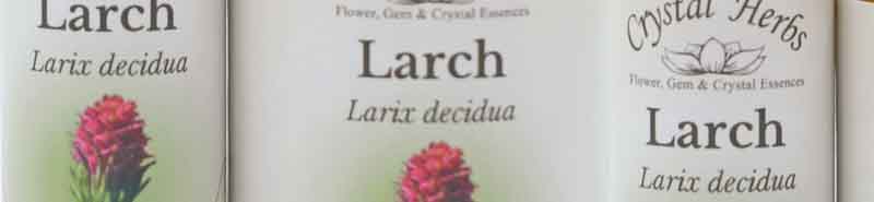 Three bottles of Larch Bach Flower Remedy