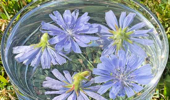 Chicory flowers potentising in a bowl of water - making a flower essence