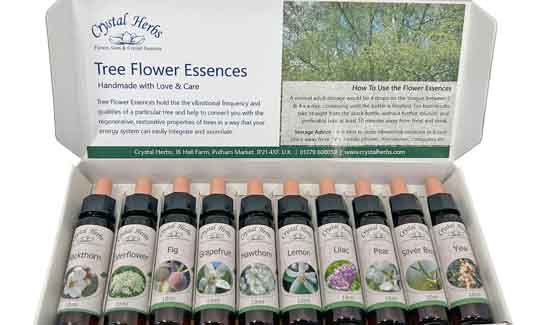 A 10ml Tree Flower Essence set open and displaying the ten bottles