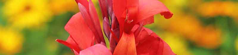 Picture of a Canna Lily flower