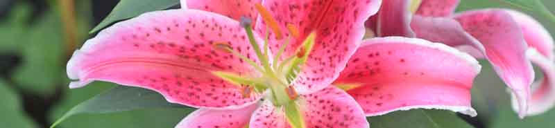 Picture of a Lily Stargazer flower