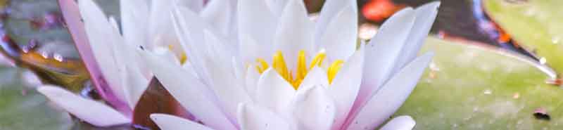 Single Flower Essences Picture of Lotus flowers in water