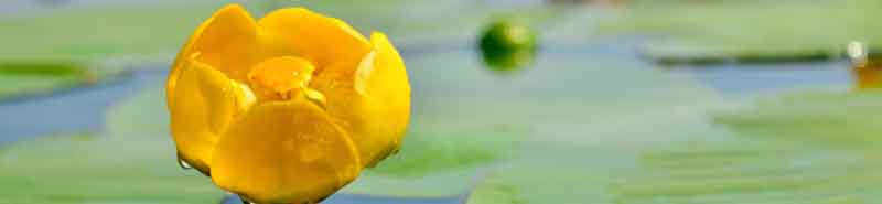 Picture of a Water Lily in a pond