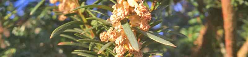 Picture of a Yew tree flower