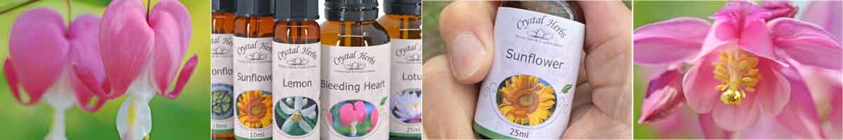 Flower Essence Montage: Bleeding Heart flowers, a group of flower essence bottles, a bottle of Sunflower Essence held in a hand and a Columbine flower